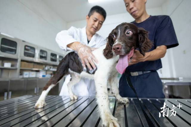 幼犬“小九”抵達基地后，接受警犬醫(yī)院的醫(yī)生團隊體檢。