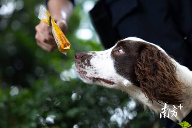 訓練班初級階段，訓導員會將不同爆炸物反復讓犬嗅聞，使犬牢牢記住味道。