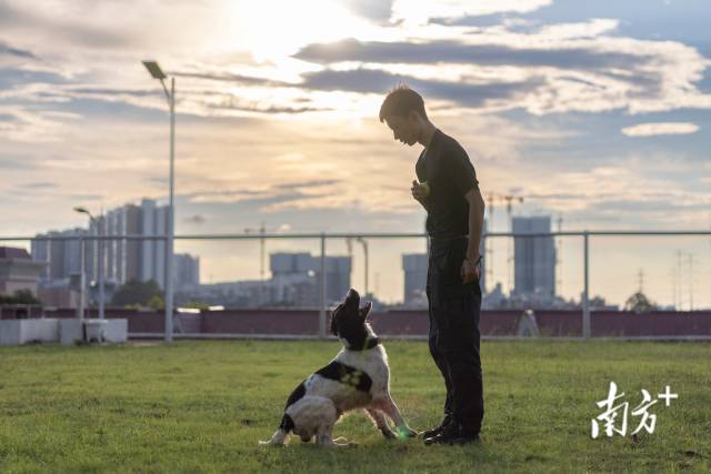 夕陽西下，于維騫在日常訓練后對警犬“貝貝”加練吠叫服從科目。從民警成長到訓練班教官，這對搭檔朝夕相處已經(jīng)超過了兩年，人犬之間形成了可貴的默契。