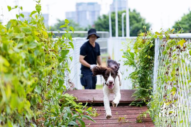 在抵達警犬基地后，幼犬需要逐一接受過障礙測試。